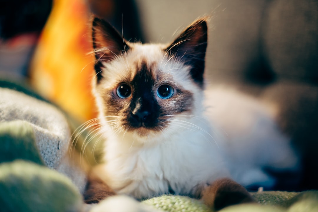 Pros and Cons of Allowing Pets in Your Fort Lauderdale, FL Rental Property
